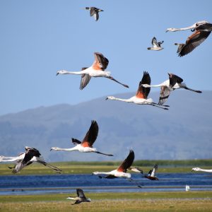Observacion de aves en la Reserva Nacional del Titicaca