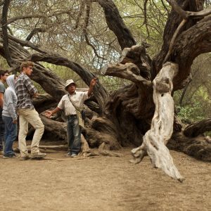 Vive una experiencia inolvidable en el Santuario Histórico Bosque de Pómac