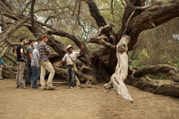 Vive una experiencia inolvidable en el Santuario Histórico Bosque de Pómac